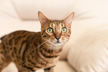 Fototapeta na wymiar The Bengal cat is a purebred cat. Portrait. Pets