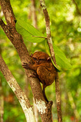 tarsier on tree...