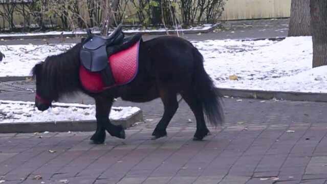 For animal advocates. A sad Pony on which tourists ride (mount) goes to work on a winter day. Human exploitation of animals, tourism business. Super slow motion 1000 fps.