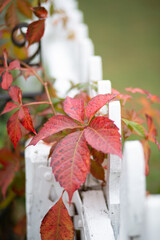 Red Leaves Growing On Fence