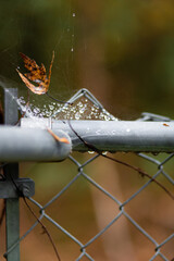 Dew and Leaf on Metal Fence