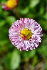 Obraz premium close up of pink flower