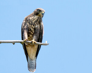 Der Mäusebussard (Buteo buteo)