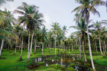 Obraz premium Tropical landscape. Beautiful green coconut palms plantation.