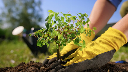 Gardener's hands are planted in black fertile earth by young plant bonsai tree in sunny weather. Gardener is engaged in planting plant in garden center pulls out hole in ground and plants green plant.