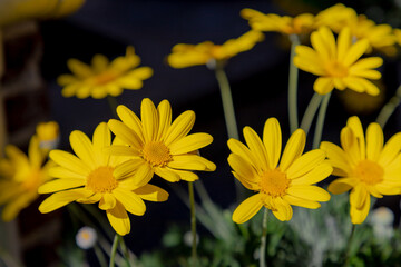 Selective focus of golden yellow flower Euryops pectinatus in the garden with sunlight, The grey-leaved euryops is a species of flowering plant in the family Asteraceae, Nature floral background.