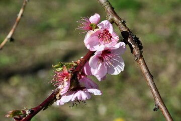 Rosa Blüten am Zweig