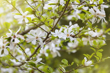 Magnolia kobus blossoms close up. Nature floral background. White magnolia flowers in spring. Seasonal wallpaper. Blooming Kobushi branch on blurred background