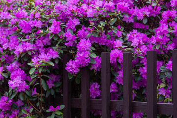 Fototapeta na wymiar Rhododendron blossoms close up with picket fence. Nature floral background. Purple Azalea flowers hedge in spring. Seasonal spring wallpaper.