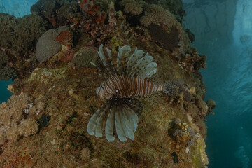 Lion fish in the Red Sea colorful fish, Eilat Israel
