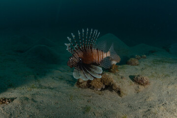Lion fish in the Red Sea colorful fish, Eilat Israel
