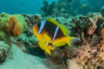 Fototapeta na wymiar Fish swim in the Red Sea, colorful fish, Eilat Israel 