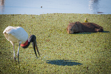Tuiuiue capivara no Pantanal