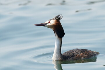 great crested grebe in a sea