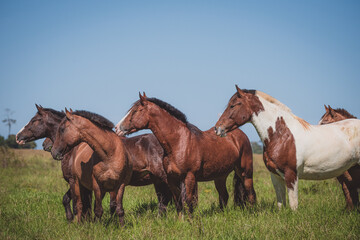 Cavalo Crioulo © Fagner Almeida