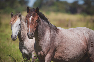 Fototapeta premium Cavalo Crioulo