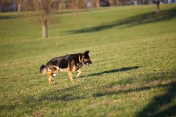 Deutscher Schäferhund frei auf einer Wiese	