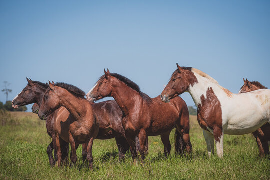 Cavalo Crioulo