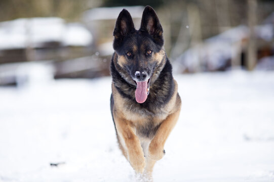 Hund Deutscher Schäferhund frontal springt im Schnee	