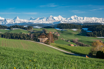 traditional Bernese farmhouse called Stöckli in front of the mighty Bernese Alps in spring