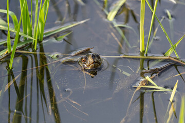 Żółw w wodzie porośniętą zieloną trawą