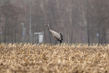 Żuraw w deszczu na polu kukurydzy © Sylwester Popenda