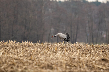 Żuraw w deszczu na polu © Sylwester Popenda