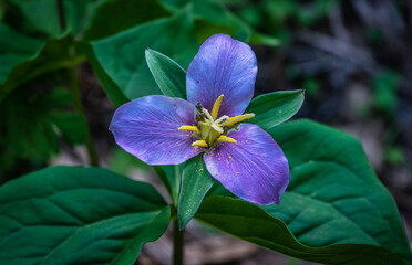 Purple Trillium flower in the forest © Steve