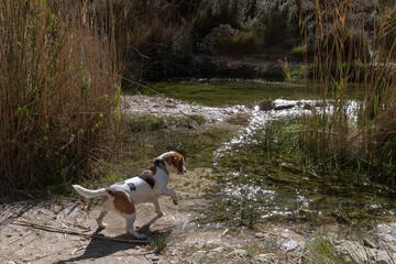 beagle dog playing with river water
