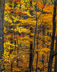 Harriman State Park view inbto autumn forest