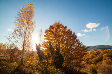 Autumn woodland path with beautiful colours. Carpathian mountains range. Ukraine.