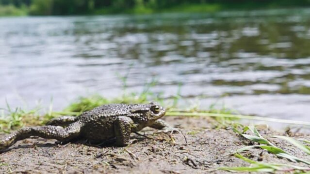 The European common toad (Bufo bufo) jumps and walks when catching flies. The flies are flying away. Super slow motion 1000 fps.