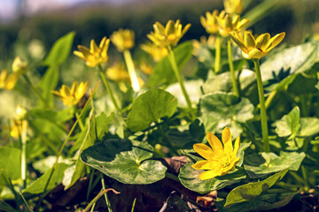 Ranunculus Ficaria Verna in bloom,commonly known as lesser celandine or pilewort,perennial flowering plant in the buttercup family Ranunculaceae,in April in the Italian Lazio region,macro close-up