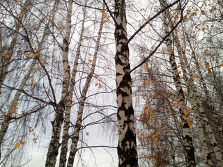 Trunks and branches of birch trees with the last golden leaves against the background of a transparent autumn sky. A beautiful grove on the outskirts of the city.