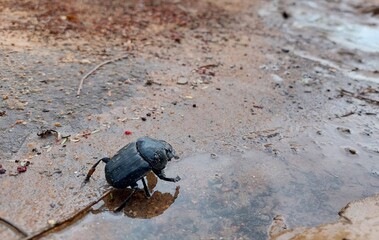 Dung beetle