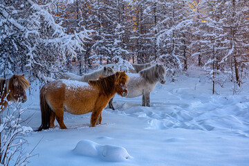 Yakutian horses in winter