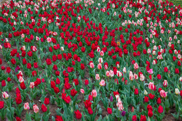Emirgan park and tulip flowers close-up view in Emirgan neighbourhood in the Sariyer district of Istanbul, Turkey on April 12, 2022.
