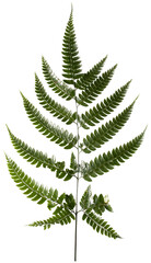 fern leaves isolated on white