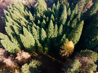 Aerial view of Old Sequoia forest, Bulgaria