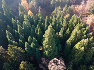 Aerial view of Old Sequoia forest, Bulgaria