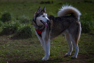 2022-04-12 A LARGE HUSKY DOG STANDING IN A OPEN FIELD AT A OFF LEASH DOG AREA WITH A RED HARNESS