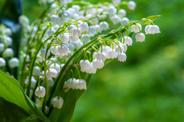 Lily of valley bouquet in spring with fragrant pleasant smell in sunlight horizontal photo of lily of valley close-up macro.