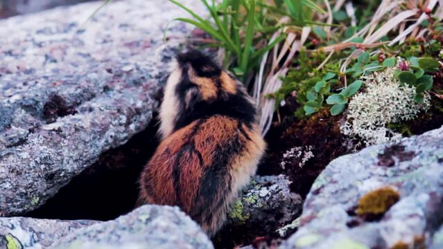 Norwegian lemming (Lemmus lemmus) appetitive behavior: feeds on green leaves of sedge in mountain rocky tundra. Endemic of Scandinavia and sample of famous suicidal unrestrained mass migrations
