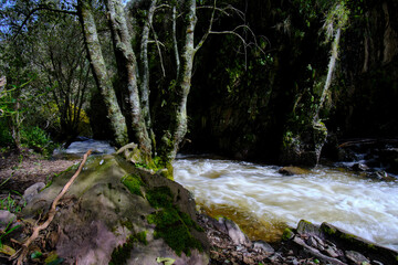 Obraz premium Beautiful landscape of inter-Andean forest where a stream of water runs that forms waterfalls and a small river.