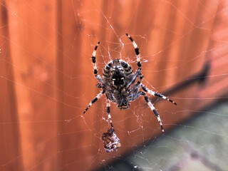 spider on web