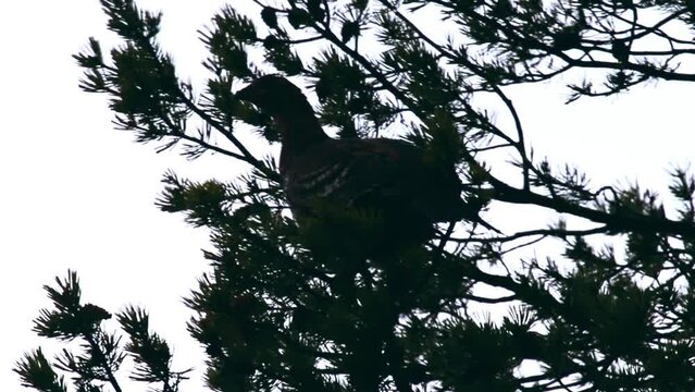 Early morning, dusk. The Black grouse (Lyrurus tetrix, female) woke up, flew and landed on the top of a pine tree. Forest birds, Lapland taiga