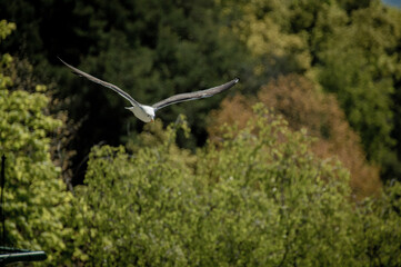 seagul in flight