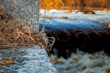 dry grass on the stone river behind