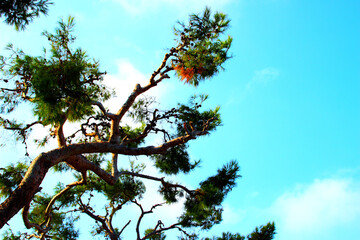 Wonderful curved sea pine branch in Cupra Marittima Alta (Marano) with cones and the azure sky and some light white clouds in the background