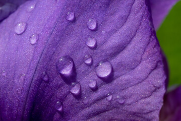 Nature background with water droplets on purple flower petal - 498835829